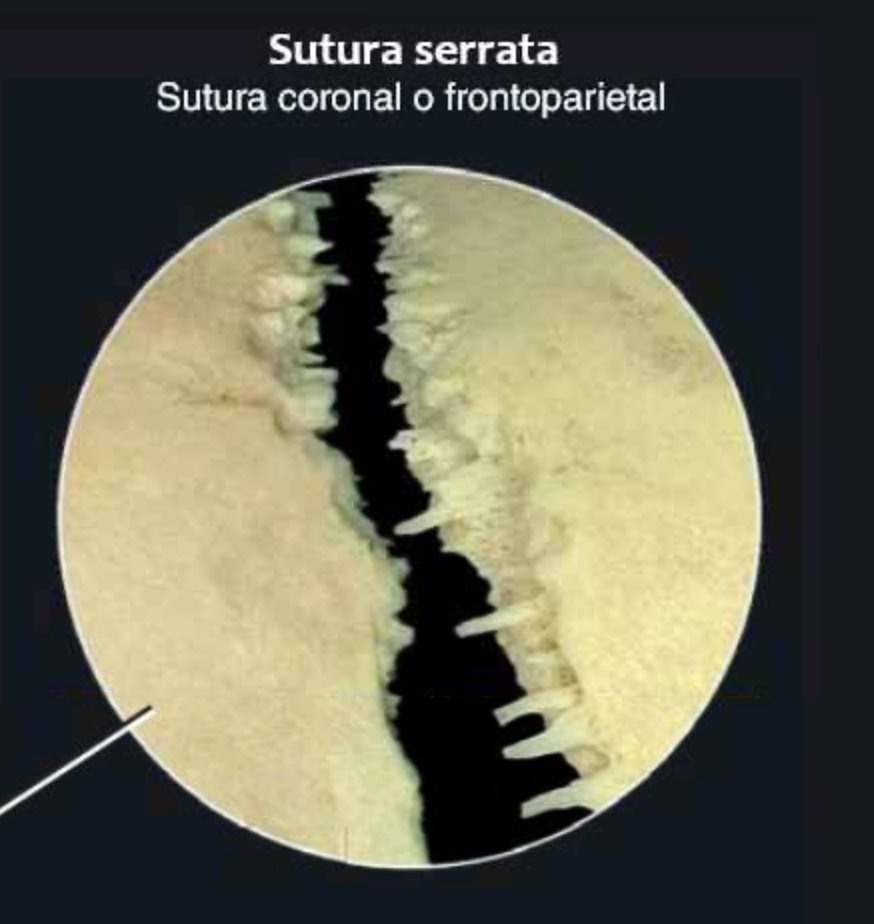 Las articulaciones a nivel de los huesos del #cráneo se denominan #suturas. Repasamos los diferentes tipos⤵️ 📌#SuturaEscamosa 📌#SuturaDentada 📌#SuturaSerrata 📌#SuturaPlana 📚Atlas de Anatomía Humana. Miller; Editorial Médica Panamericana