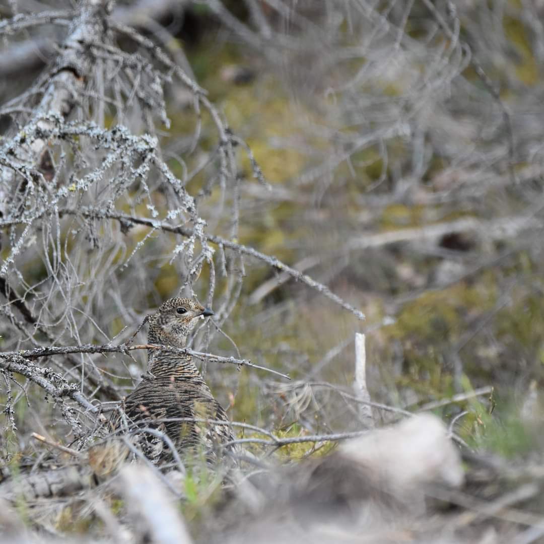 #Nature #Naturelovers #NaturePhotography #WildlifePhotographer #Sweden #Swedishnatur #birdphotography
#bird
Good camouflage!