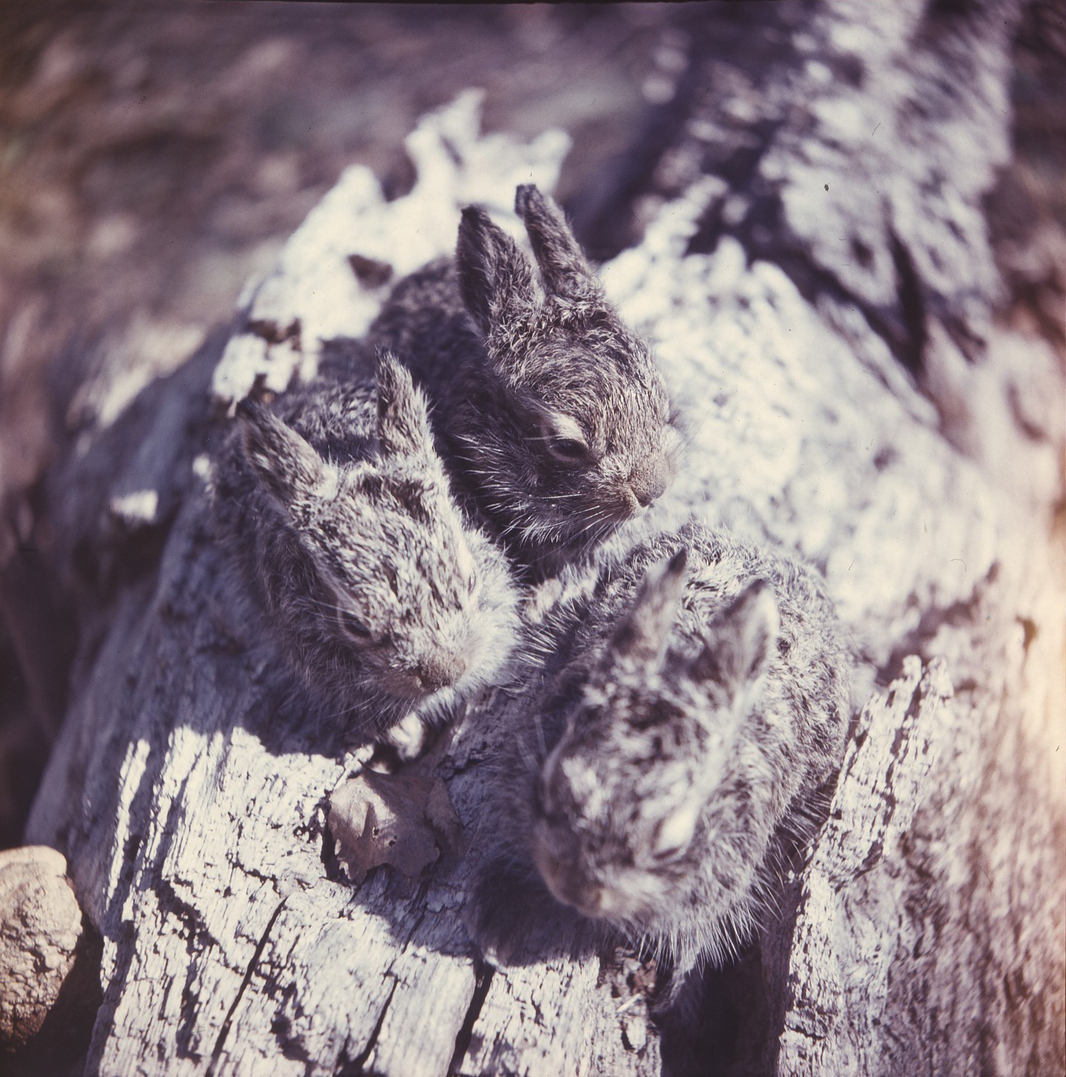 Baby Manchurian hares in the Sikhote-Alin Nature Reserve (Russia, 1985)