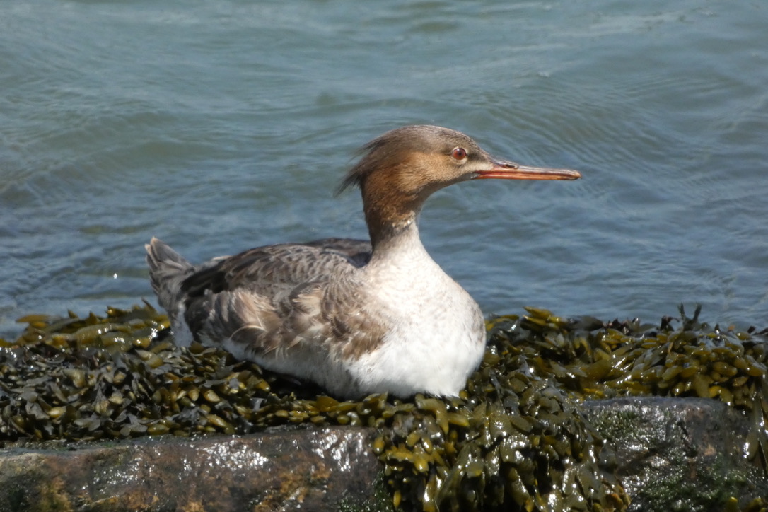 Calming contribution to the chaos of #MallardMonday A resting Red-breasted Merganser, May 1st, near the Verrazano bridge
