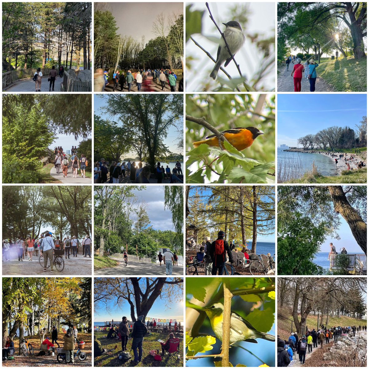 Recent images of people and animals around the West Island trees at #OntarioPlace, which will be cut down and replaced with @ThermeCanada’s paid admission room to watch other trees on video.