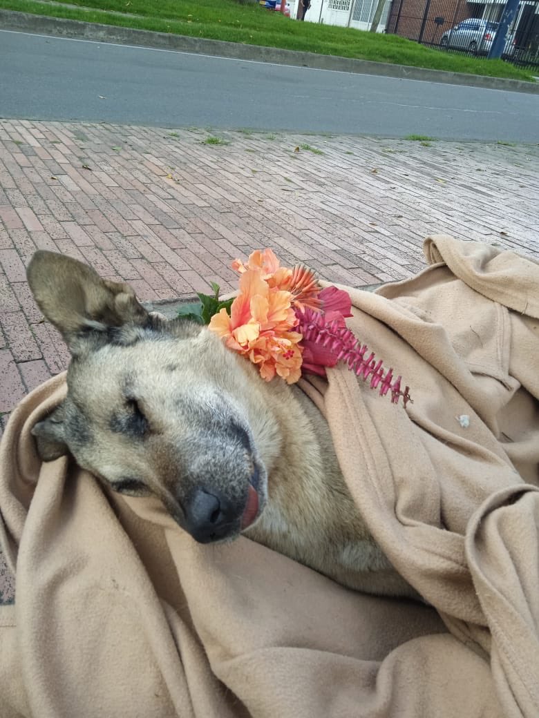 Mataron a Tony, uno de los perritos callejeros del barrio, alertó a los vecinos cuando un ladrón se estaba robando los cables, el desgraciado lo apuñalo y murió. Es increíble que ni los animales se salven de la delincuencia. Una víctima inocente . @andreanimalidad 💔😭😡