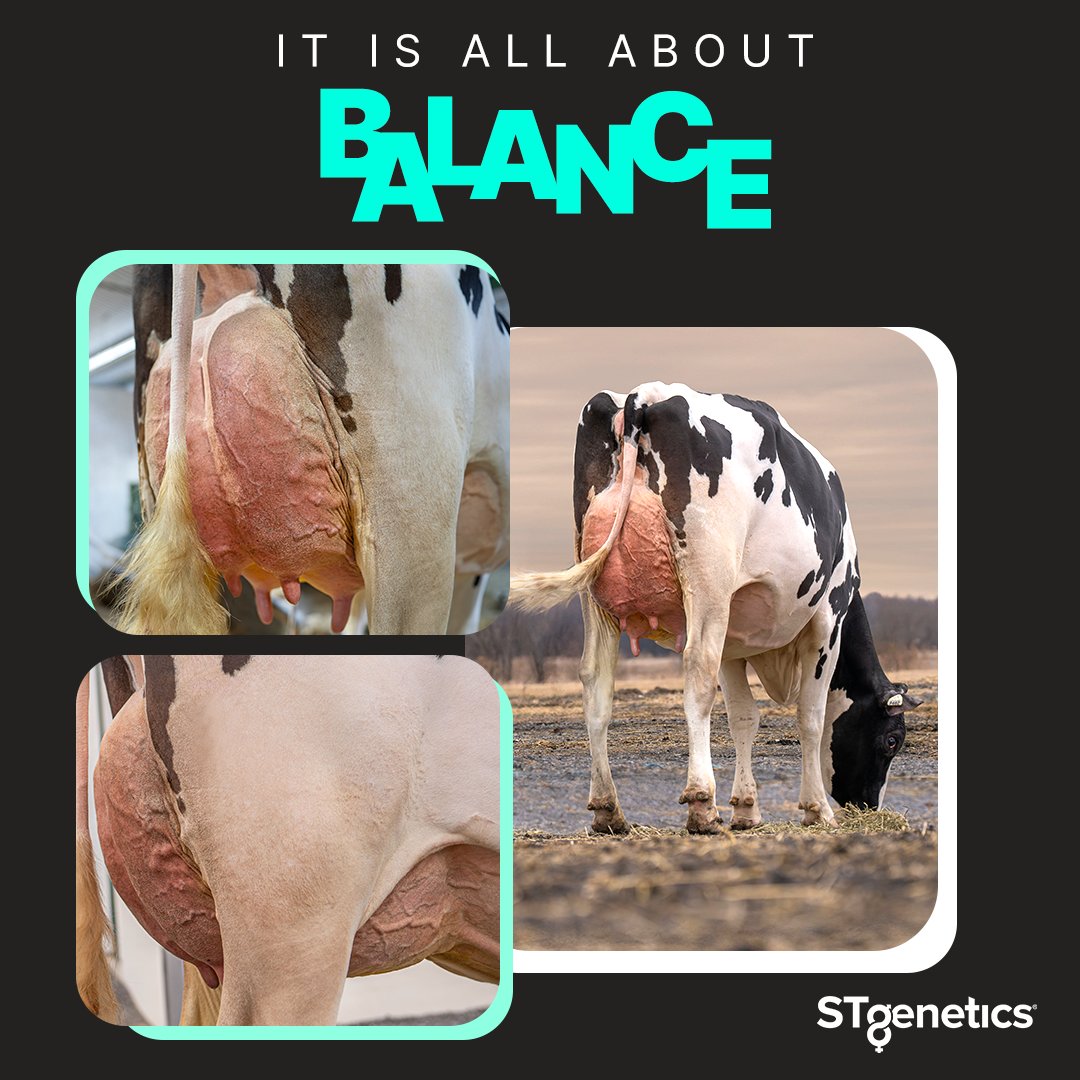 #BalancedBreedingSires from #STgenetics bring the correct amount of performance, type and composition traits to the breeding table to create high scoring and extremely functional cows that can excel in any environment! Available in #Ultraplus™.