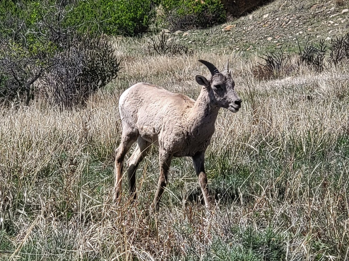 Big horn sheep are frequently seen just outside the Black Mesa Nature Preserve along the road as well as on the High Point Hike. Look along the mesa edge and the rocky slopes to hopefully catch a glimpse of these guys!