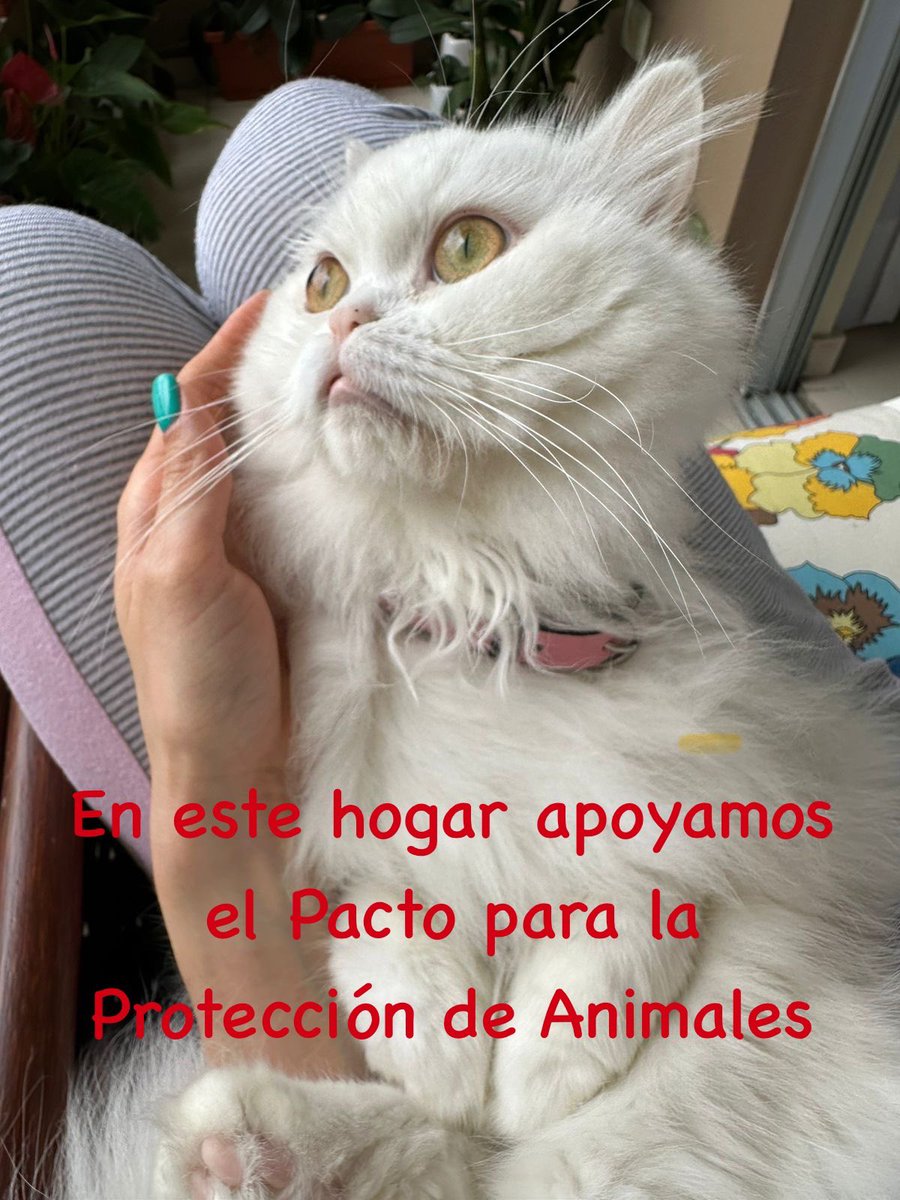 SorayaCastroLL's tweet photo. ¿Y ustedes? 

Porque en este hogar sí apoyamos “El Pacto para la Protección de Animales” 

@ListinDiario 
#Fedda 

#AlíZareck  &amp;
#Cartier https://t.co/nTJ0Ut43pz