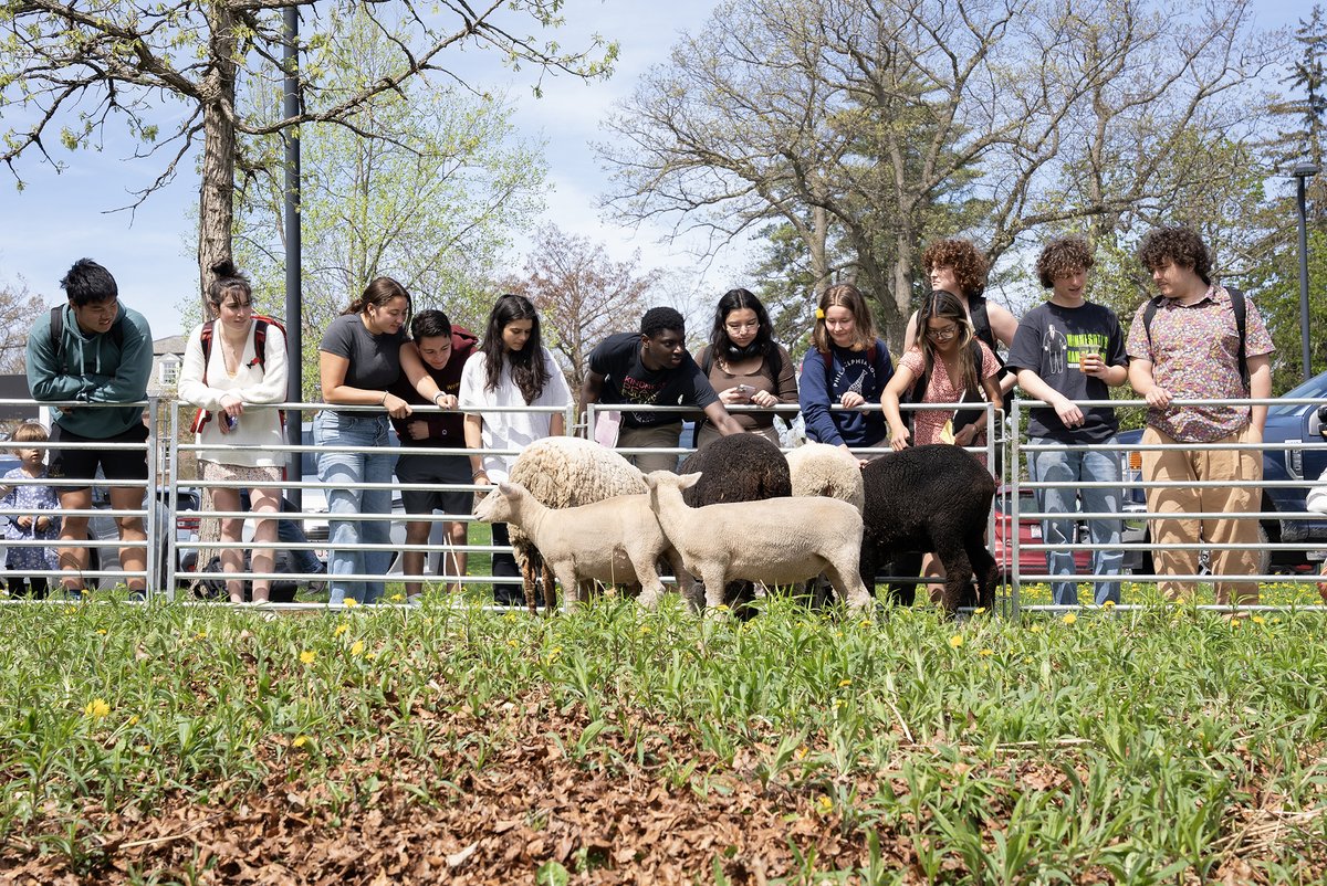 Study baaah-reak. 🐑 We celebrated Parilia last week with some sheep from Brattle Farm in Pittsfield! The event was hosted by the Classics department in collaboration with campus partners including the Center for Environmental Studies & Center for Learning in Action.