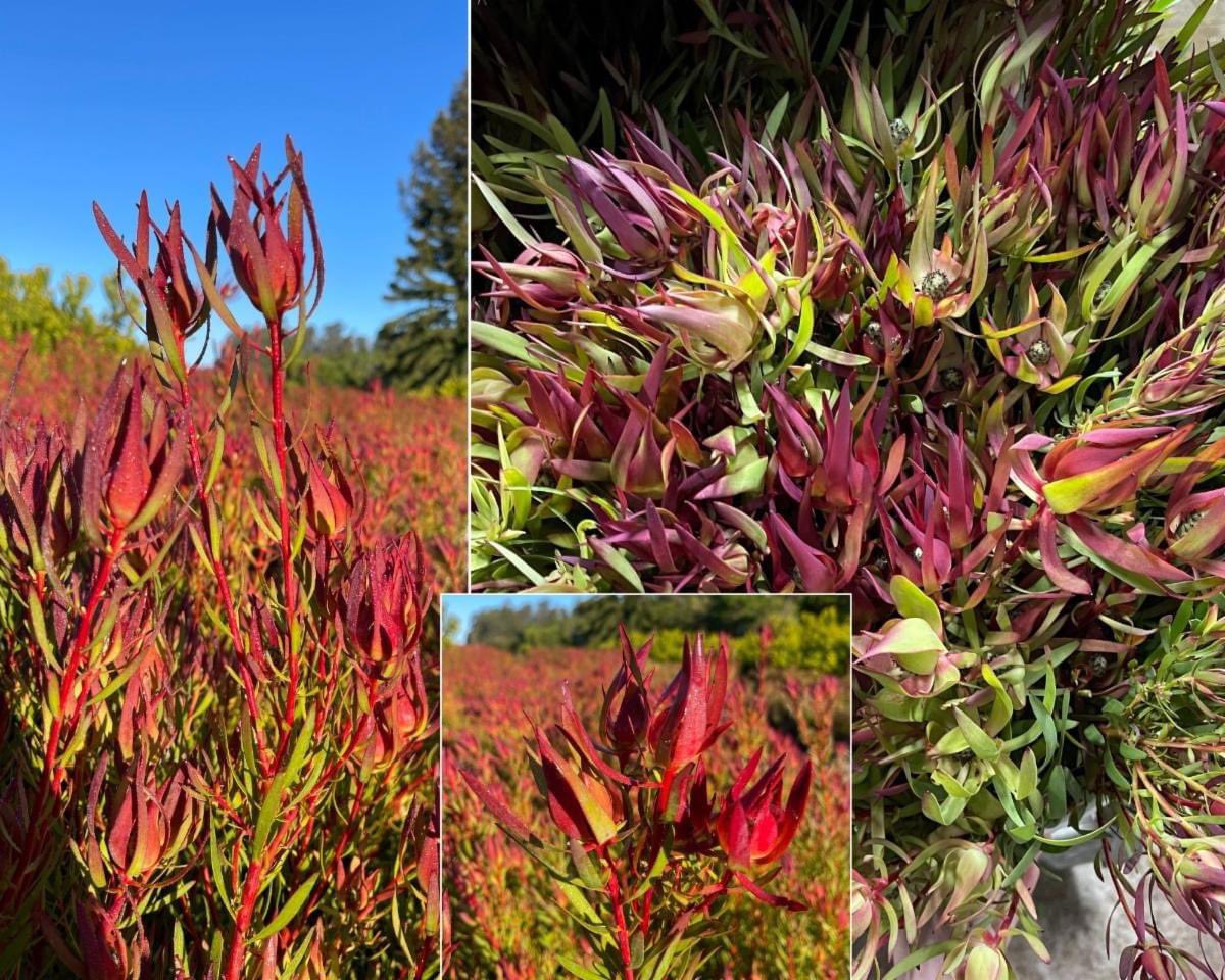 Leucadendron Rising Sun is now a reddish tone with some green hues! Contact me to get more information.
🌟❤️
#888camflor #cagrown #certifiedamericangrown #americangrownfoliage #cutflowergrower #growershipper  #originmatters #leaucadendron #springflowers2024 #mothersdayiscoming