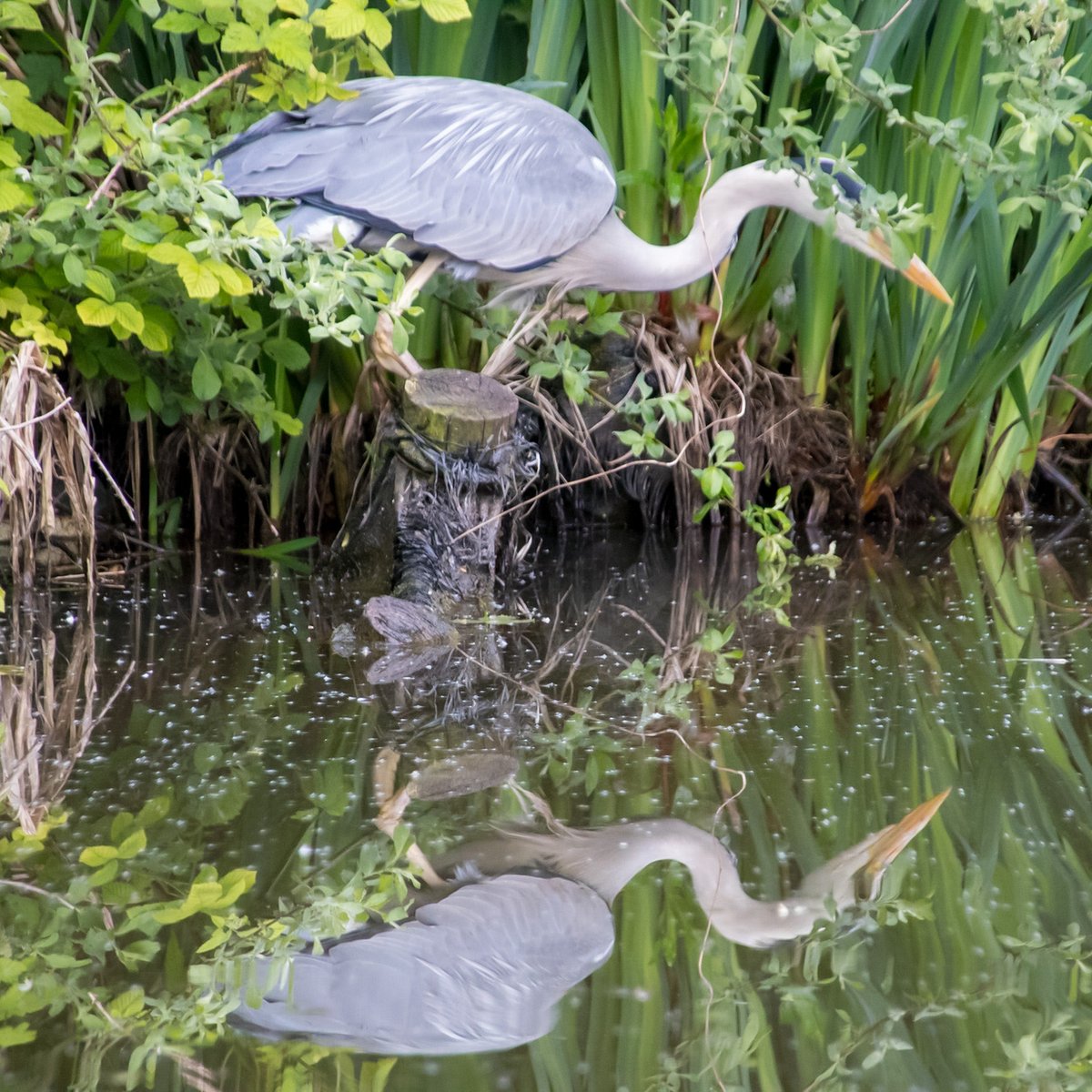 #Heron posed with his reflections, ready to strike on #DudleyNo2Canal. #BoatsThatTweet #KeepCanalsAlive #LifesBetterByWater #FundBritainsWaterways #BCN #BCNS #WildlifePhotography #NaturePhotography waterways.photography