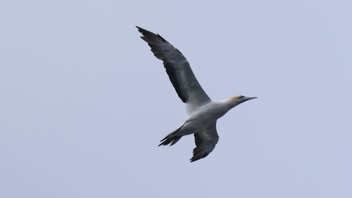 The ballistic missile known as the Australasian Gannet (Morus serrator) flying above the boat. 😃👍 #BirdingNewZealand #BirdsSeenIn2024 #gannets