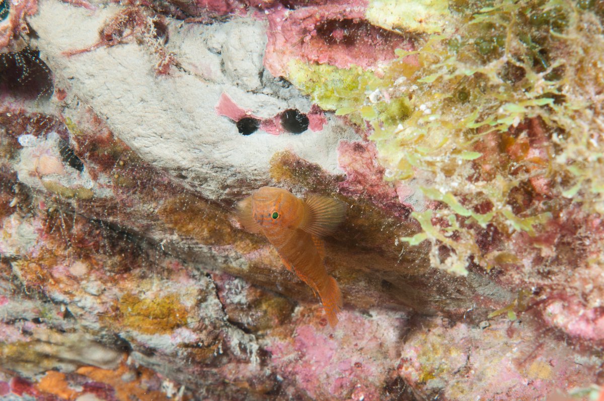 Be like this rusty goby and hang in there. The weekend will be back soon enough! 📷 G.P. Schmahl/FGBNMS #HangingOut #RustyGoby #HangInThere