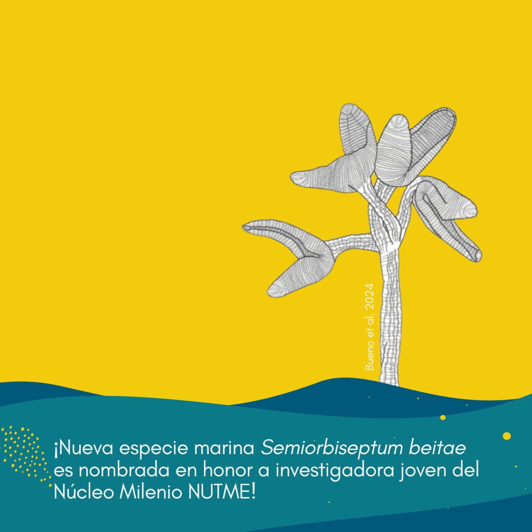 Núcleo Milenio NUTME (@nucleo_nutme) on Twitter photo Como "Semiorbiseptum beitae" fue nombrada una nueva especie marina ¡en honor a nuestra investigadora joven Beatriz Salgado Murillo! 
. 
Revisa la publicación de Verónica Bueno et al. 2024 aquí: publish.csiro.au/IS/IS23056 Como "Semiorbiseptum beitae" fue nombrada una nueva especie marina ¡en honor a nuestra investigadora joven Beatriz Salgado Murillo! 
. 
Revisa la publicación de Verónica Bueno et al. 2024 aquí: publish.csiro.au/IS/IS23056