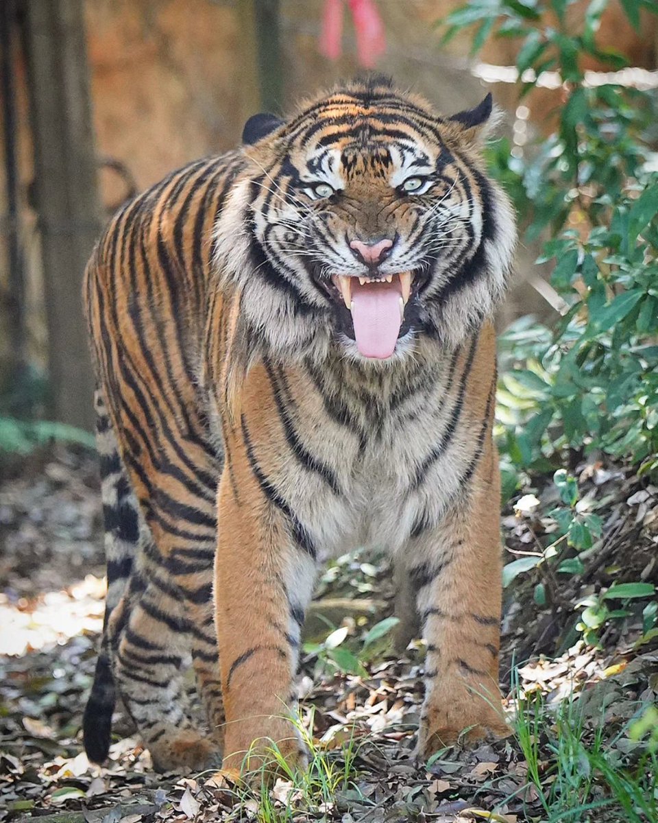 アカラ、渾身のフレーメン反応でした😄
#スマトラトラ #ズーラシア  #sumatrantiger #tiger