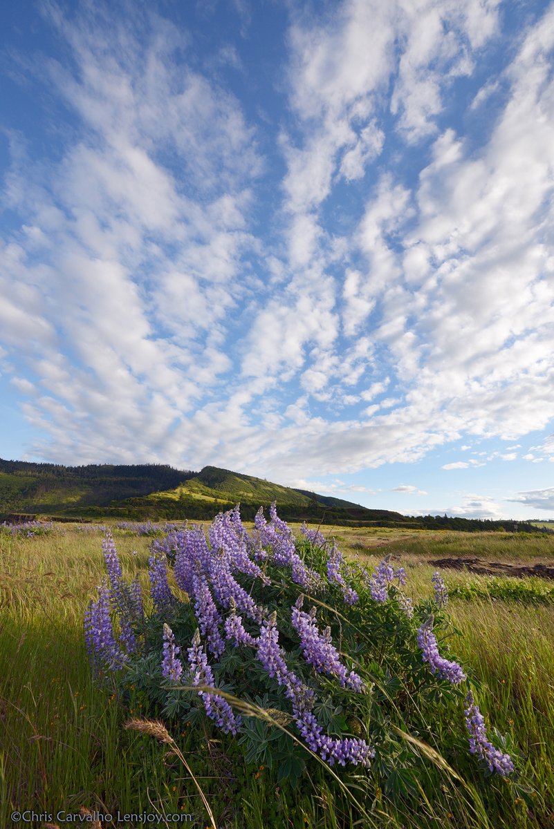 Lupines are near peak bloom in the Gorge. We have 11 species in the region with large flowers. The most common in the inner east Gorge is Lupinus latifolius, or broadleaf lupine. Some species can be difficult to identify & require dissection of the flowers. Native Americans ...