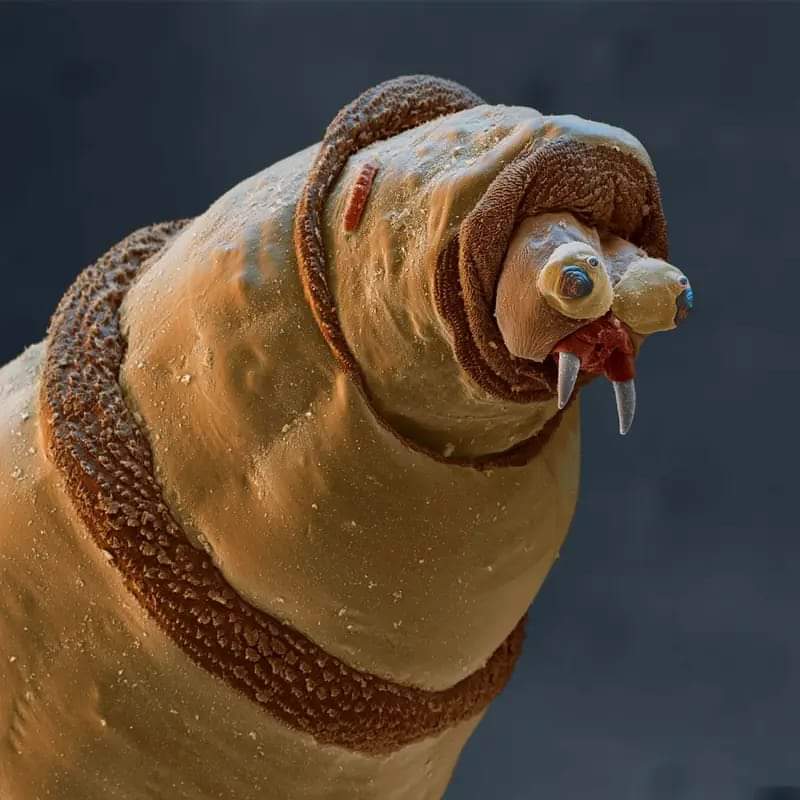 Microscopic image of a Maggot.