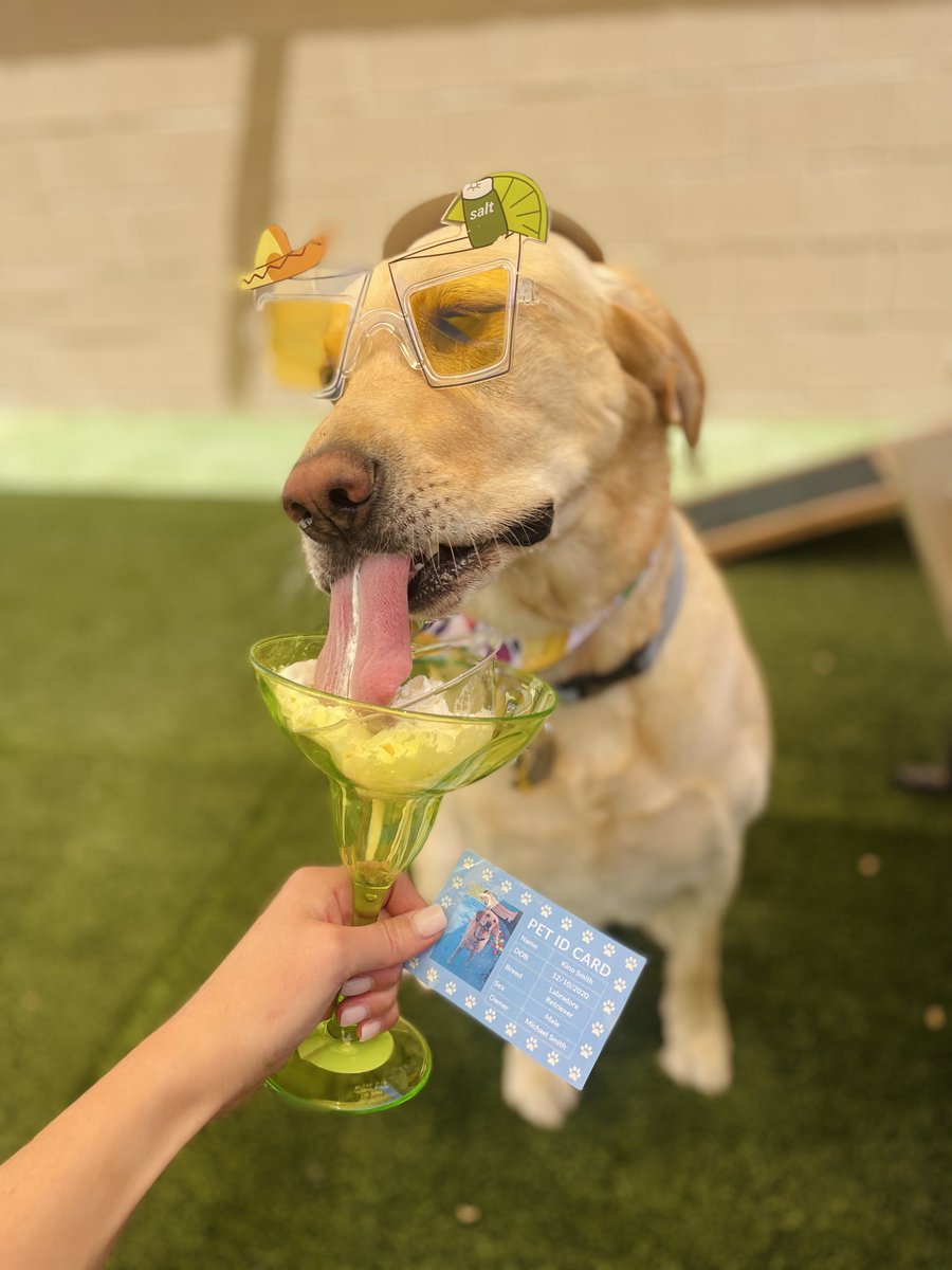 We thought Kino was engaged in nice, wholesome doggy activities at ⁦@cbwdobsonranch⁩, like playing with other pups or chasing a ball. But we found out he was drinking doggy margaritas and dressing up in silly costumes. What a decadent dog we have.