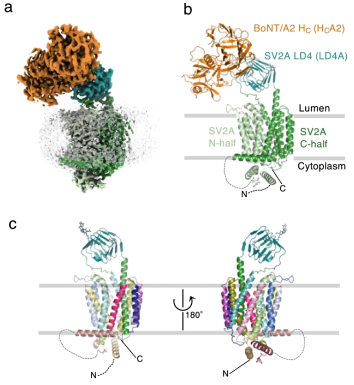 Structural basis for antiepileptic drugs and botulinum neurotoxin recognition of SV2A. @NatureComms 15, 3027. Check the #cryoEM #structure of this #membrane #protein in the UniTmp database: pdbtm.unitmp.org/entry/8jlf

nature.com/articles/s4146…