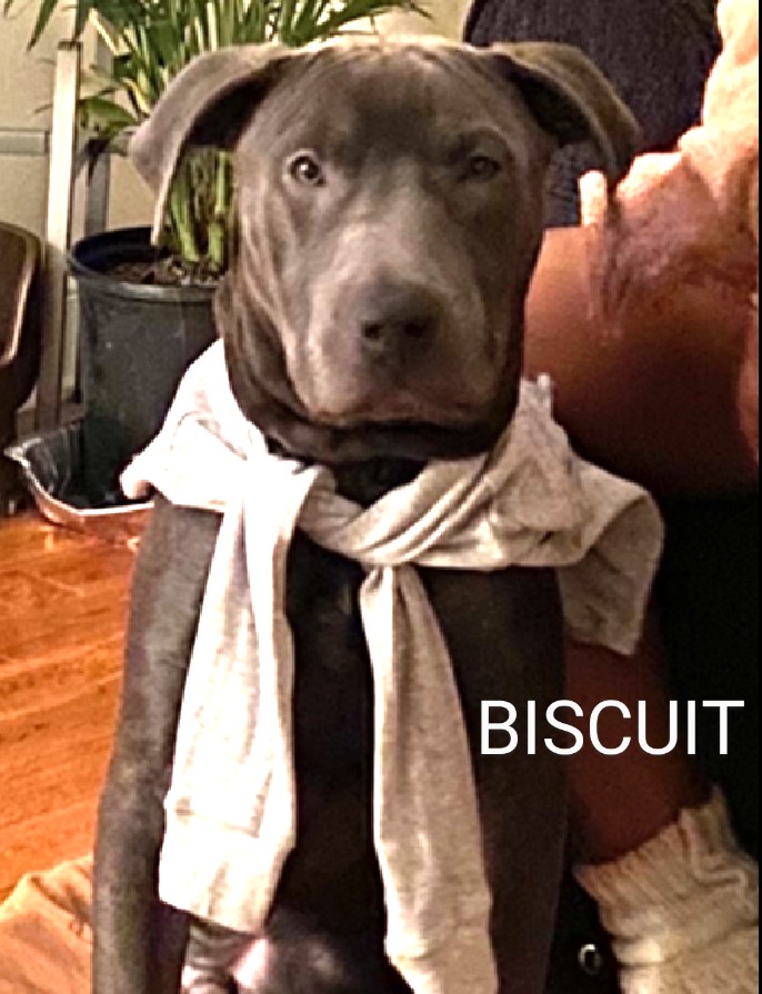 BISCUIT💙 197686 #NYCACC BISCUIT is 3 yrs old & surrendered for owners health issues😔 Social & loving!💞 Friendly w/strangers, kids & dogs! Housetrained⭐ Loves toys!🧸 Sad, scared & shutting down at the shelter😔 PLEASE FOSTER/RESCUE #PLEDGE #SHARE 🙏🆘🙏🙏🙏💉💉🤗🆘🙏🙏🙏💙