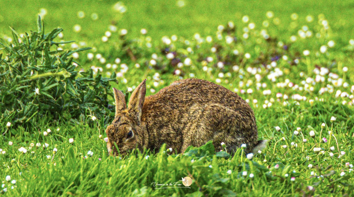 I also saw Herons, geese, cows and bunnies 🐰 on my evening walk in Ely. #ElyWildSpace