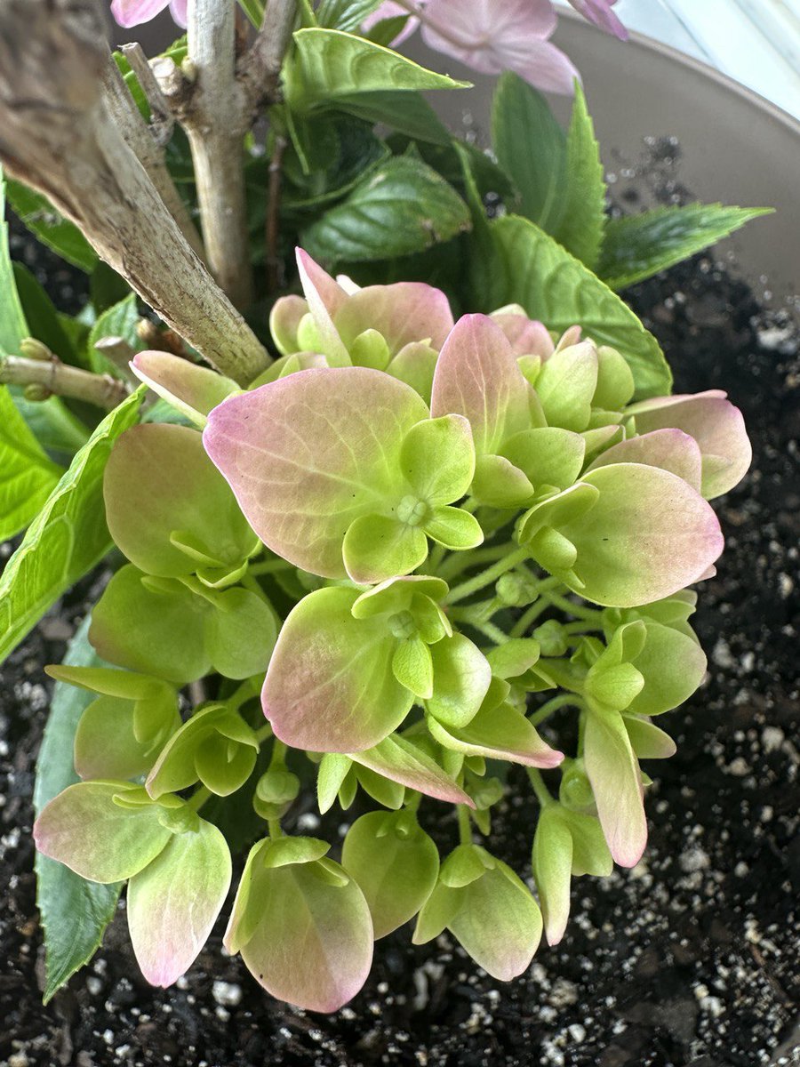 vibrantgarden's tweet image. The bigleaf hydrangea of pink flowers blooming in spring.
#hydrangeaflower #pinkhydrangeas