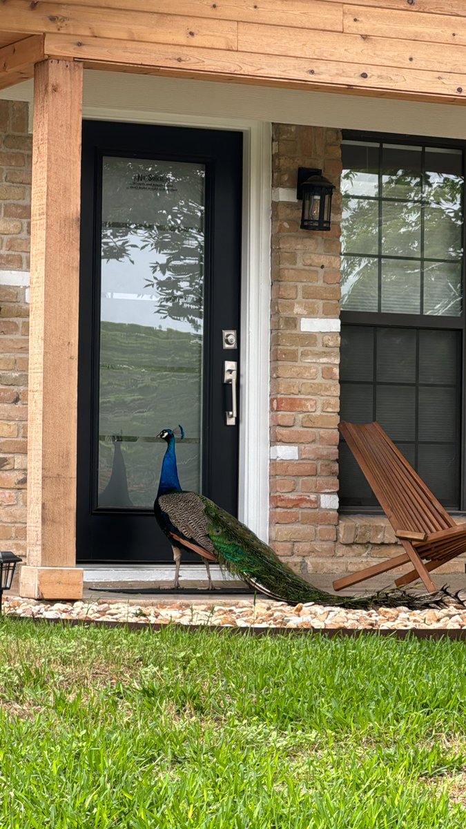 Let me in! Our neighborhood peacock gettin all up in it.