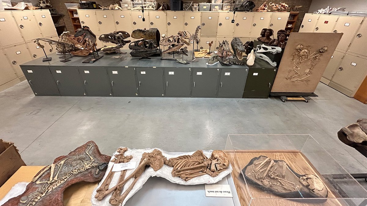 UChicago paleontologist Paul Sereno’s fossil lab moves to Washington Park dlvr.it/T6W597