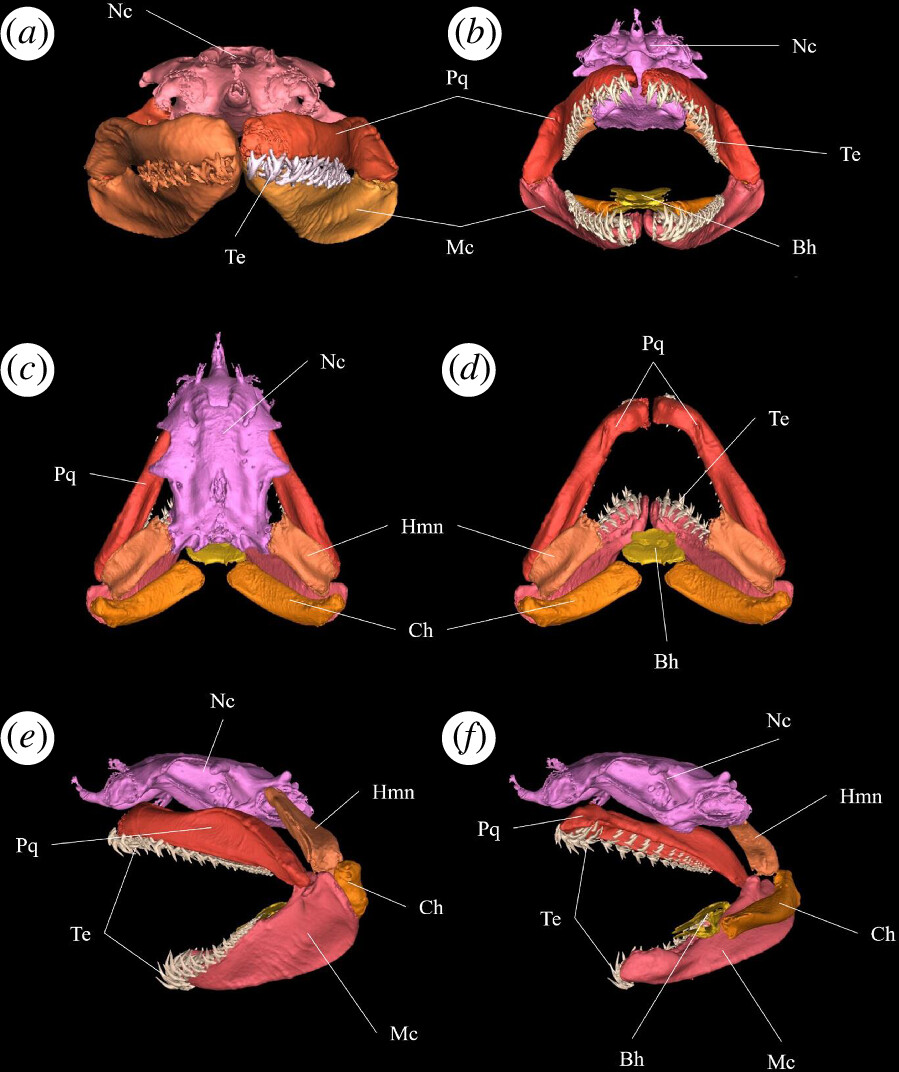 This fantastic new paper provides a full CT scan of the skeleton of a sand tiger shark. It's a great reference for anyone interested in lamniform anatomy.