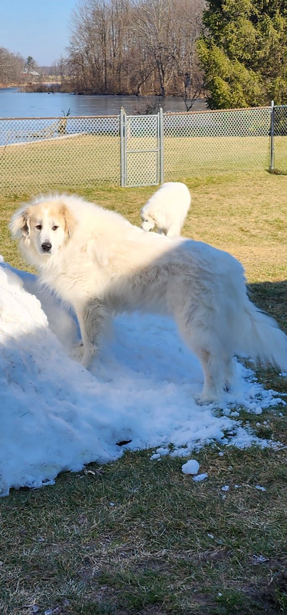CompanionBridge's tweet image. Panda is in need of TPLO knee surgery so she can back to playing and guarding her snow mountain. Her mom needs some help making that happen. Any amount donated is greatly appreciated.
companionbridge.org/ourstory/panda/