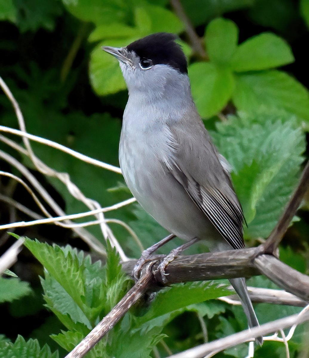 Proud male Blackcap at RSPB Ham Wall in Somerset last weekend. 😊🐦