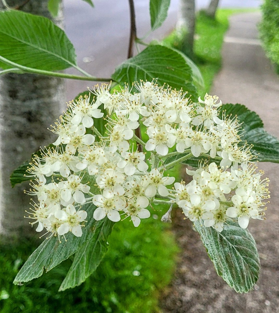 Today wherever you are, more trees in flower. This is Sorbus aria, or Whitebeam. A very popular street tree, the leaves are a beautiful light velvety green in spring. Fionncholl.