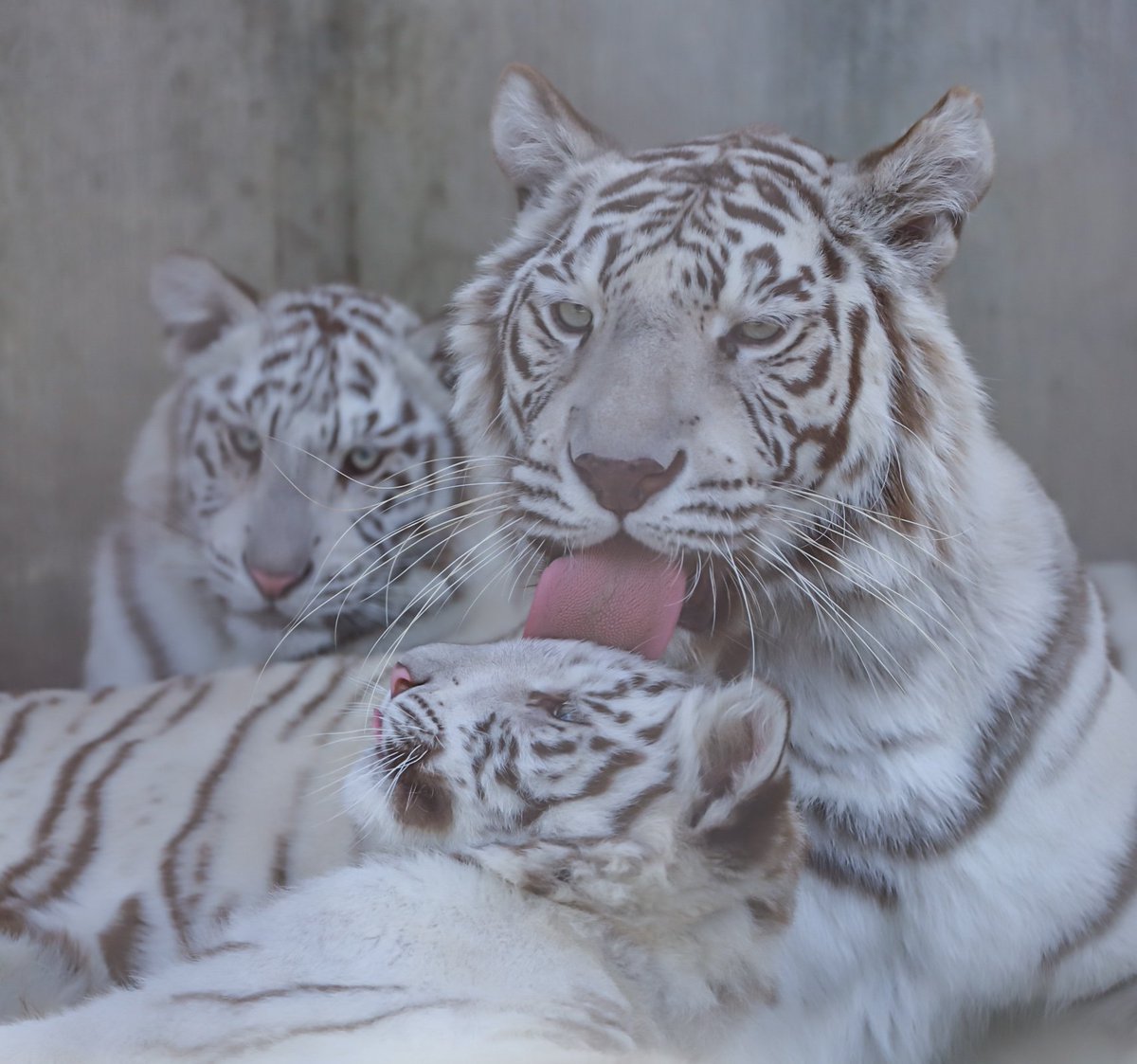 ホワイトタイガー親子もおはよん🐾🐅

#ホワイトタイガー    #宇都宮動物園
#シラナミ  #イオリ  #アイカ