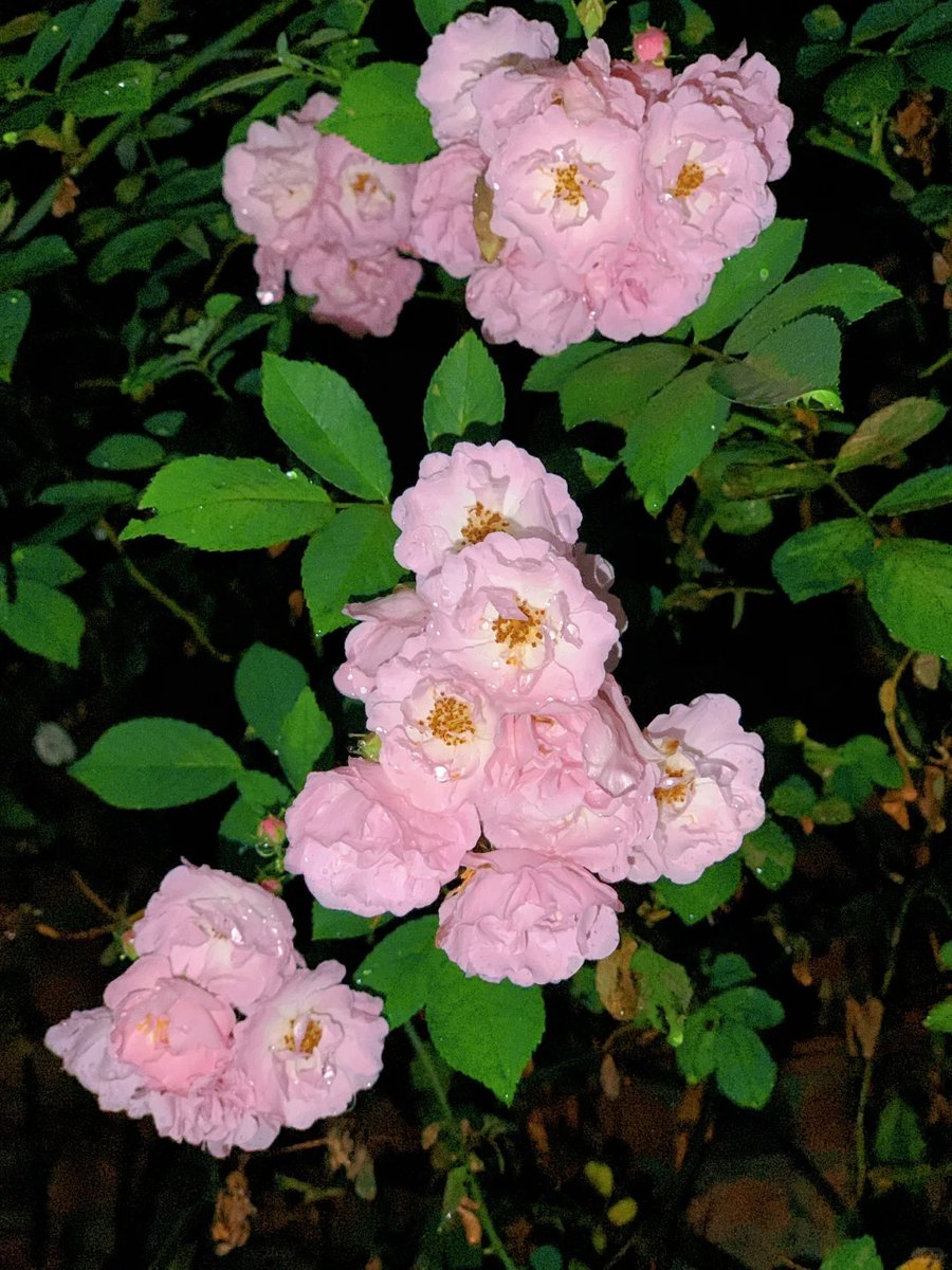 011Flopy's tweet image. Come rain or shine, come together like flowers in a vase.