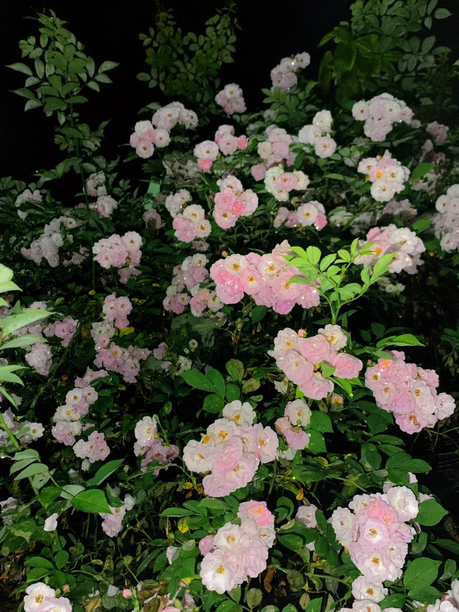 011Flopy's tweet image. Come rain or shine, come together like flowers in a vase.