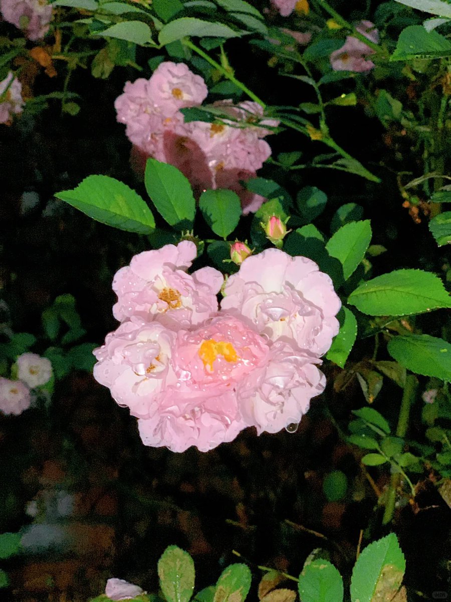 011Flopy's tweet image. Come rain or shine, come together like flowers in a vase.