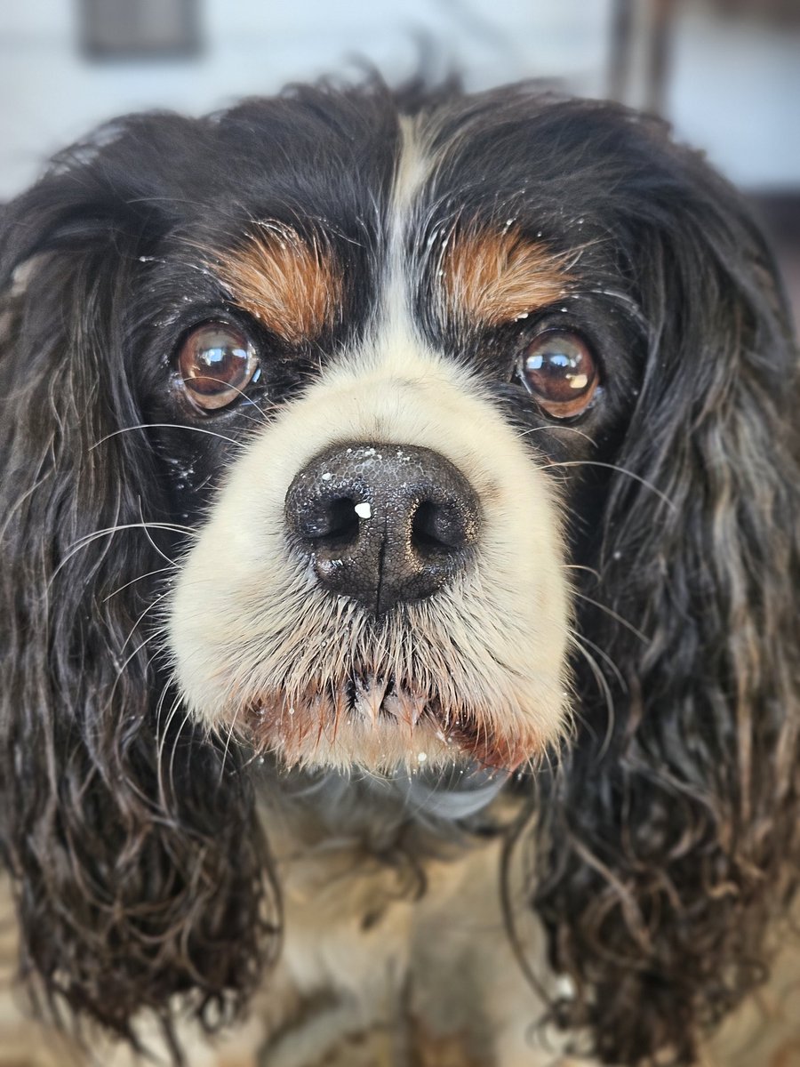 9 weeks without my boy... this was his last cottage cheese face. Missing him 💔
#rainbowbridge