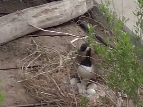 Momma goose has 6 eggs!
Cc @wildbirdfund 
#CanadaGeese