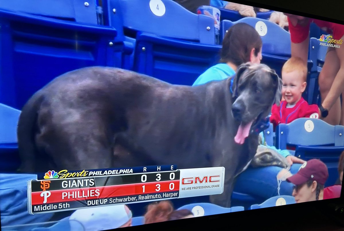 This dog at the Phillies game is a tank