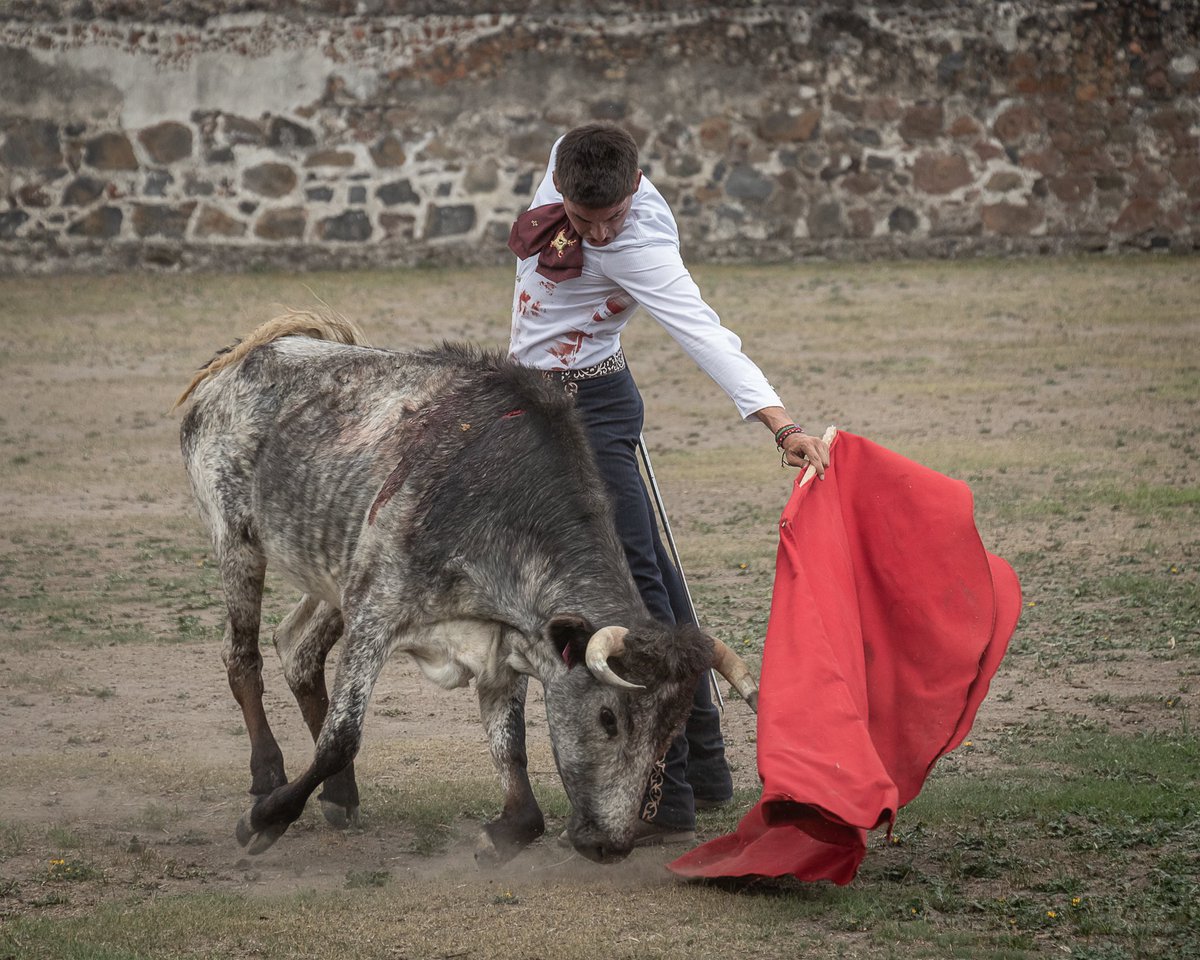 Campo bravo mexicano… embestidas especiales ✨ Ganadería Tenexac…