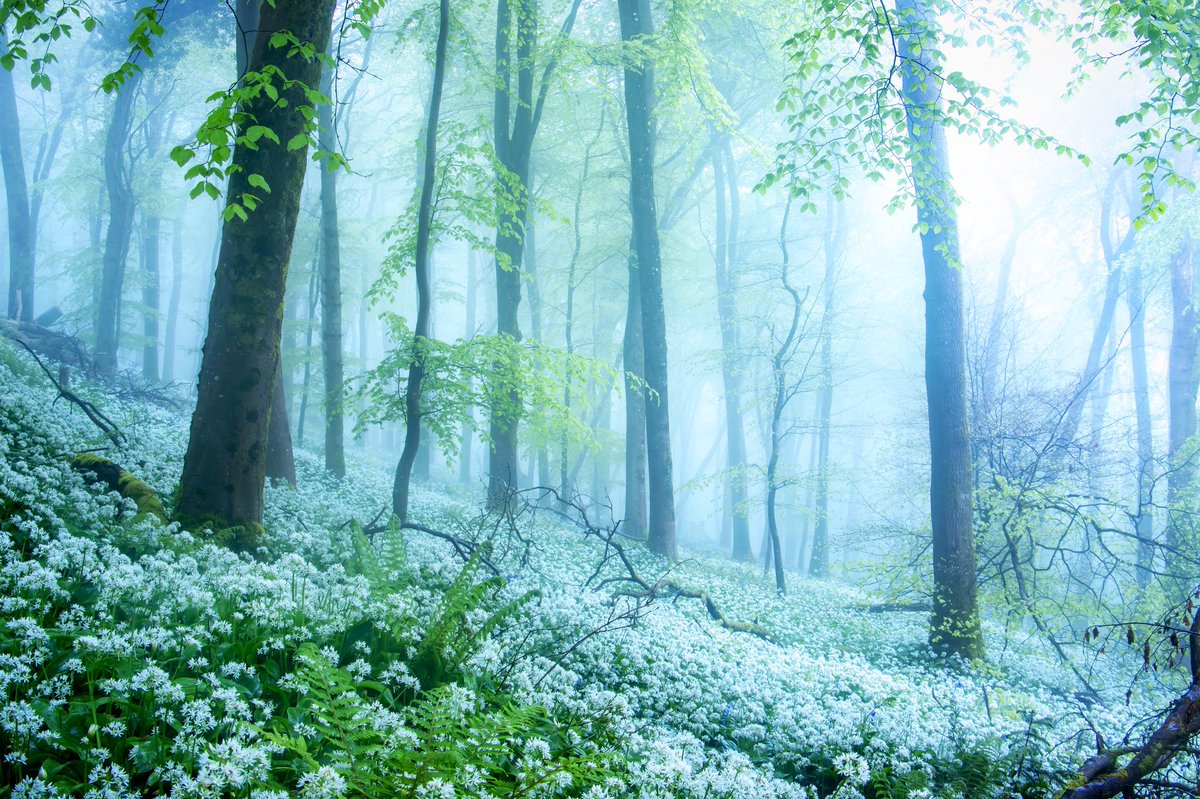 Foggy foggy forest #sharemondays2024 #fsprintmonday