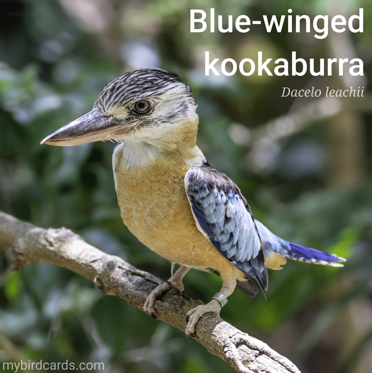 🌏 Blue-winged kookaburra (Dacelo leachii) #Australasianbirds #Australianbirds #NewGuineanbirds | #TreeKingfishers #Halcyoninae #Kingfishers #Alcedinidae #mybirdcards #birdcards #birds🦜 #BirdsOfTwitter #birds