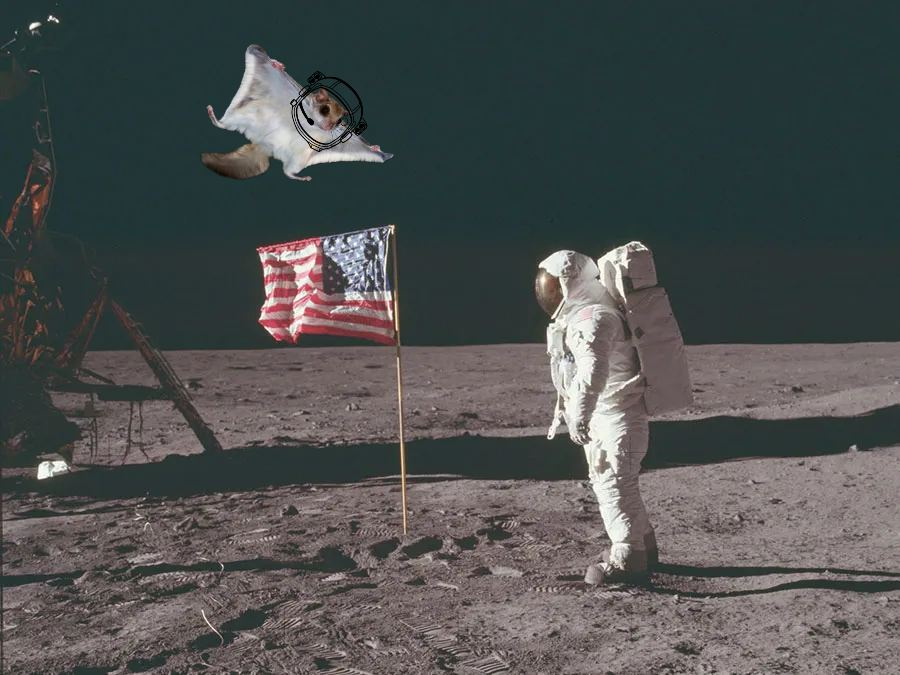 hakorosol's tweet image. moon that squirrel #stillflying