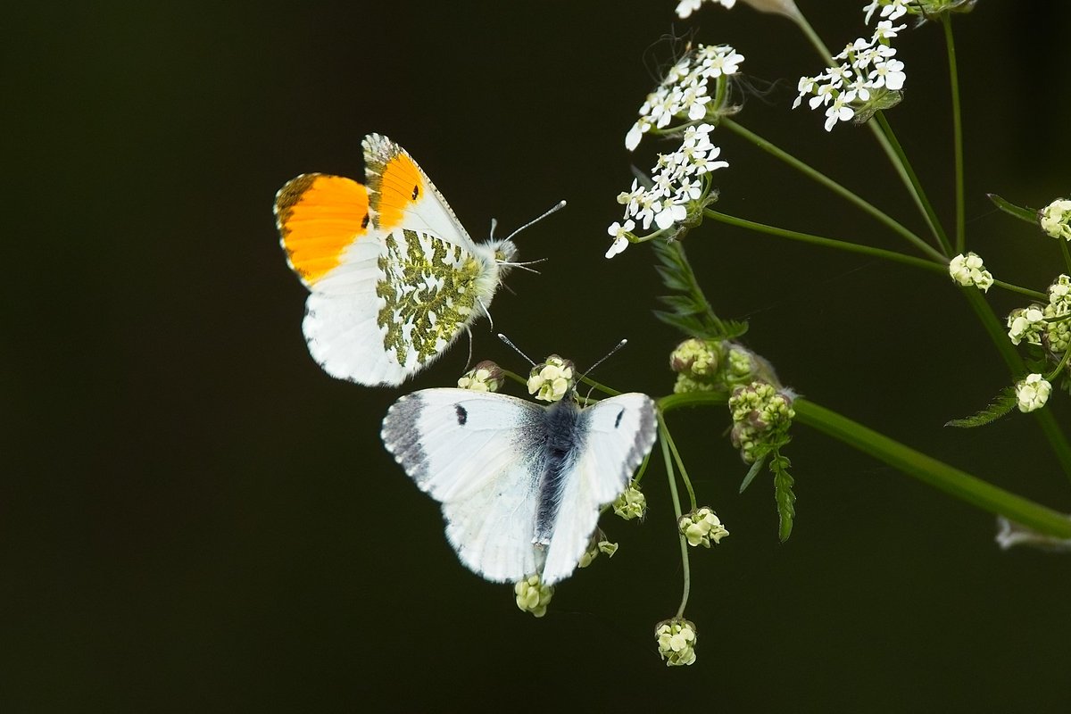 I was watching this orange tip butterfly fluttering above the flowers the other day, so tried to capture it in flight. I think he was trying to impress the female. I underexposed by a couple of stops to avoid blowing the highlights. #fsprintmonday #wexmondays #Sharemondays2024