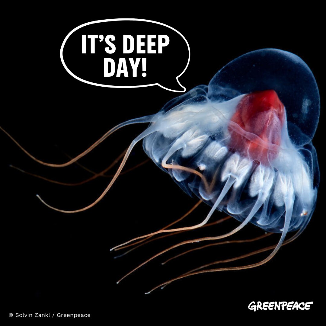 A day to celebrate the weird and wonderful, (and largely undiscovered) deepest parts of our oceans.

…And protect it from a whole new frontier of destruction that is #DeepSeaMining

#DeepDay2024