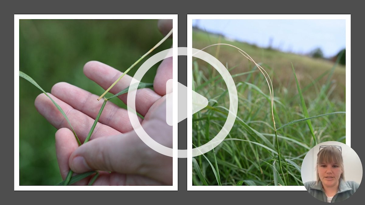 New video 📹to help forage managers & consultants identify bermudagrass stem maggot (BSM) & manage it. This pest severely damages bermudagrass pastures & hayfields throughout the southeastern U.S.: youtu.be/jpA3RwmYHu4
@LegoForages @CropSoilUGA @UGA_CollegeofAg @UFIFASAgronomy