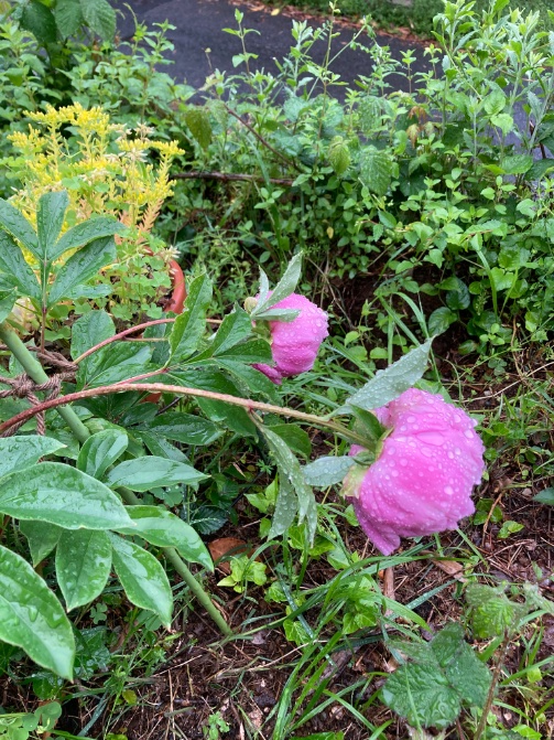 また☔️降ってきました
まあまあ、しっかりめ…

芍薬さん、倒れそうだったので、切り花レスキューしました☺️

#GW明け 
#peony 
#美しや #howlovely
#gardening
#ガーデニング
#のんびり　#ぼちぼち
#lowcost #lowmaintainance
#TLを花でいっぱいにしよう
#Cのお庭