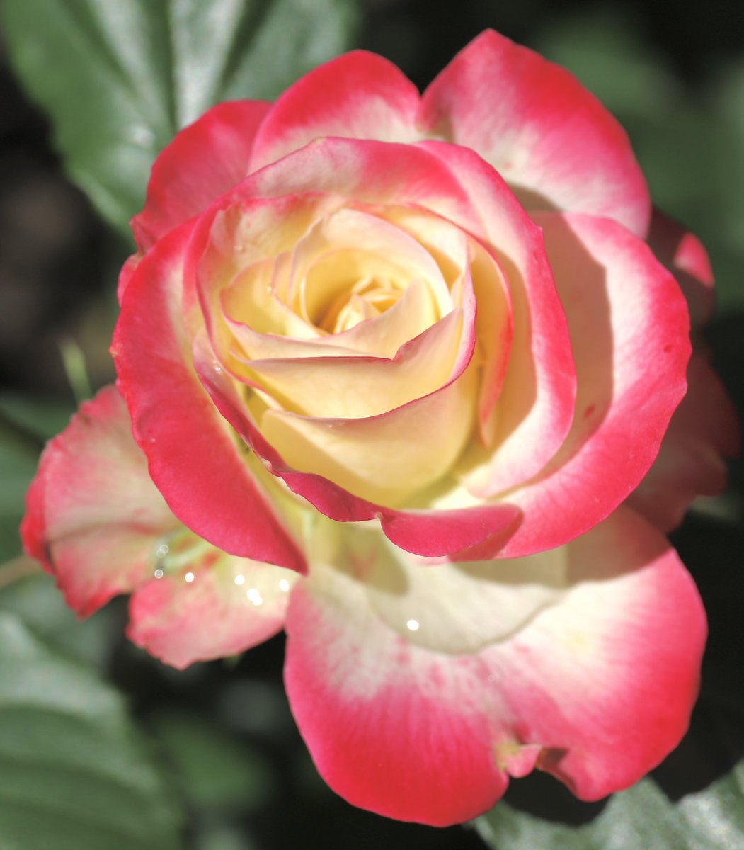 バラ🌹プリンセス ドゥ モナコ🌹仏
白地に鮮やかなピンクの覆輪を見せる巨大輪、美しい！女優グレース・ケリーがモナコ公妃として20数年過ごされた後、再び捧げられたバラ。丸弁高芯咲き、上品で華麗なバラ
 #バラ #島和太郎 #オフィスアーツ #花 #flowers #庭園 #スイーツ #朝 #空…