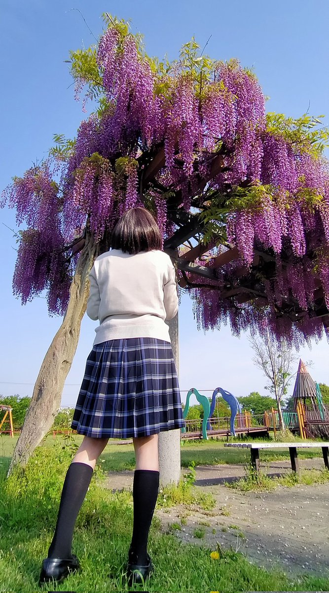 栃木市の永野川緑地公園です。こちらの藤棚は見事ですね。 #栃木市 #永野川緑地公園 #フジ