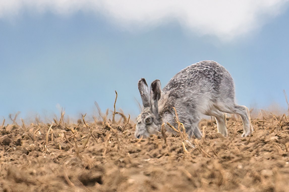 Caught sight of ‘Ghostly Grey’ this morning. All alone and doing his own thing! #hare #ghosthare #ghostlygrey #bluehare #silverhare #magical #Norfolk #wildlifephotography #springwatch