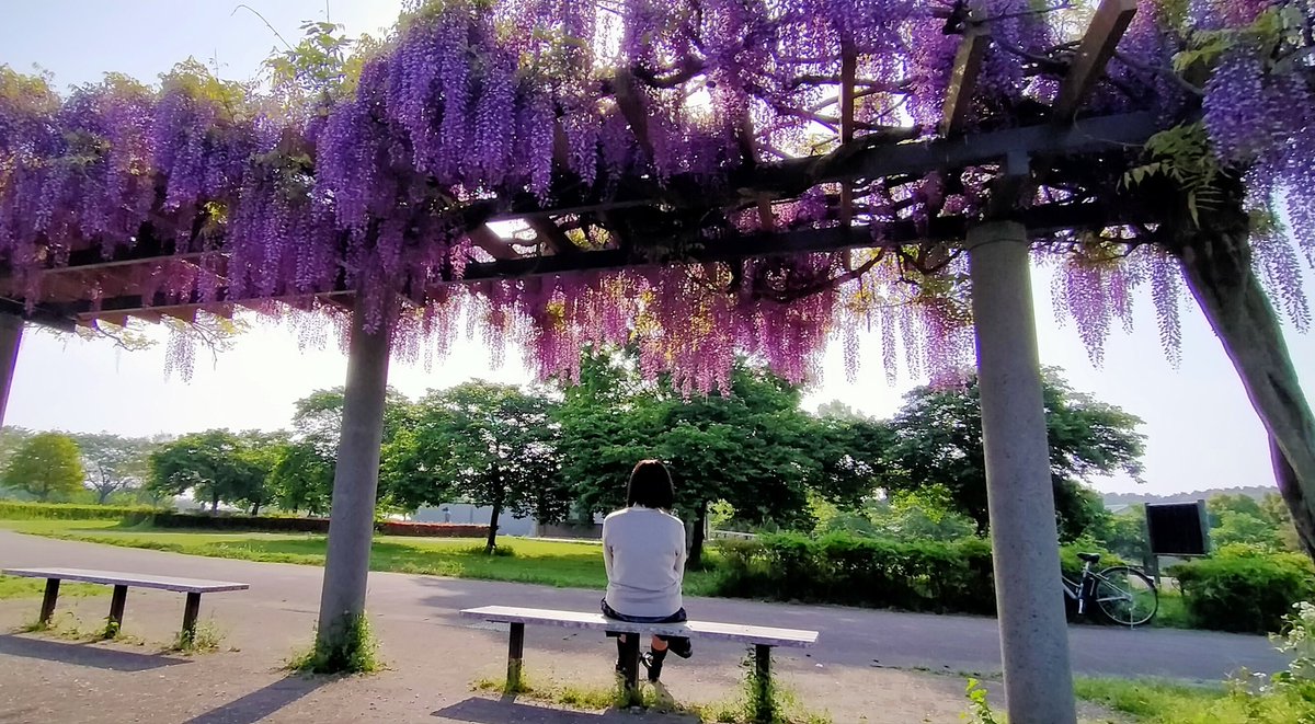 永野川緑地公園の藤棚です。 この写真好きなんです。 #栃木市 #永野川緑地公園 #藤棚