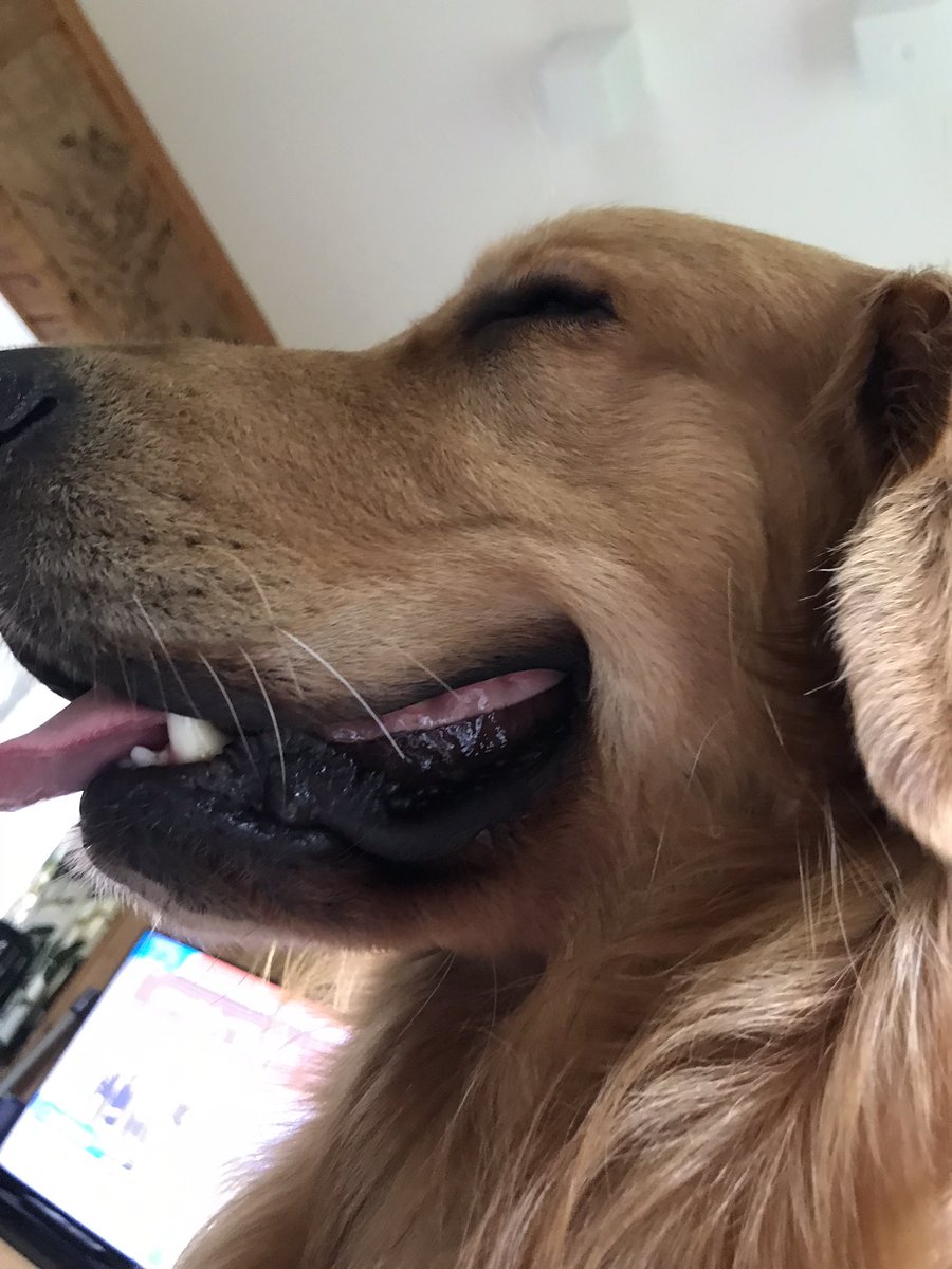 #Goldenretriever
#KAI物語
#大型犬といる暮らし
おはようございます
今日も良い１日になりますように
あ散歩は雨降る前に行けた
ワン
笑顔の1枚、「はいチーズ」
ゴールデンスマイル
