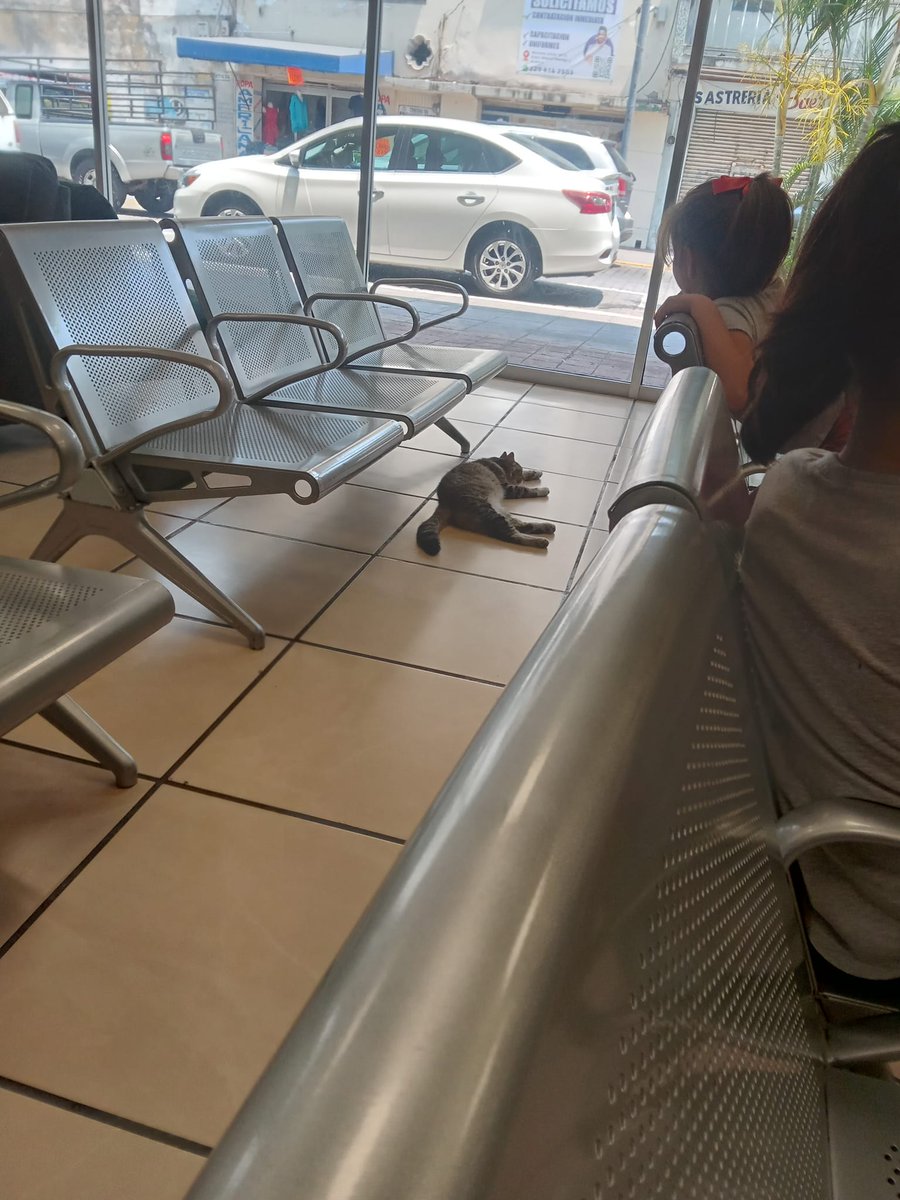 Fer_Ortega25's tweet image. AGRADECIMIENTO PARA LA TIENDA @ElektraMx DE LA CALLE ARISTA DEL PUERTO DE #VERACRUZ POR PERMITIR QUE ESTE GATITO CALLEJERO DESCANSE ADENTRO DE SUS INSTALACIONES DEL INTENSO CALOR; ESTAMOS A 45°C.
DICE EL VIGILANTE QUE MIENTRAS NO DAÑE LO EXHIBIDO NO HAY PROBLEMA @RicardoBSalinas